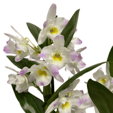 Orhidee Dendrobium Nobile